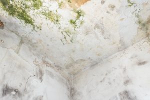 Ceiling with mold